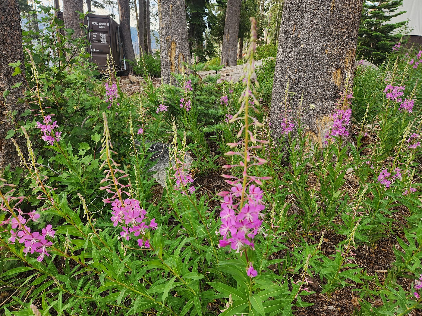 The Forest as a Demonstration Garden