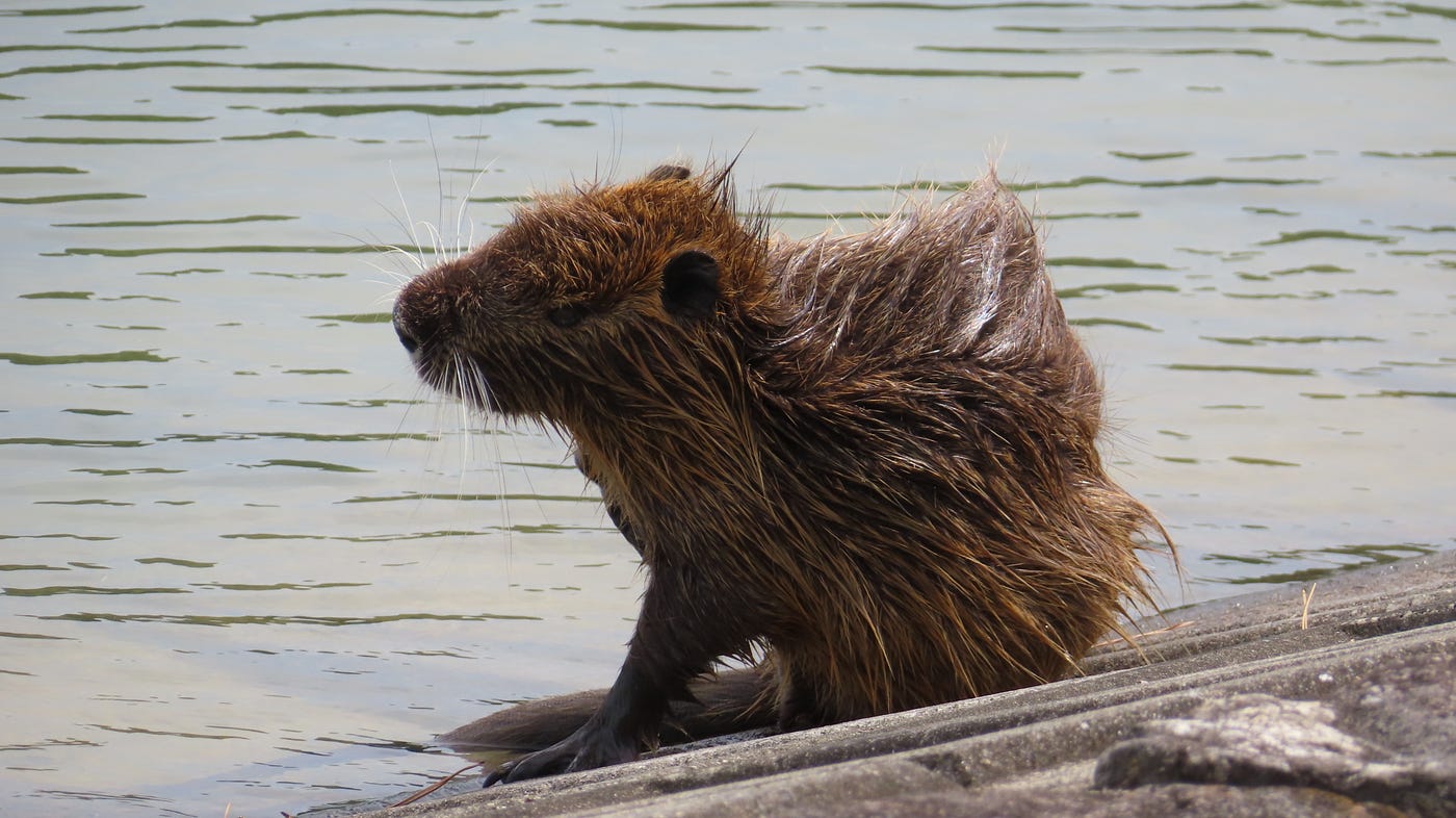 昆陽池公園ヌートリア2匹