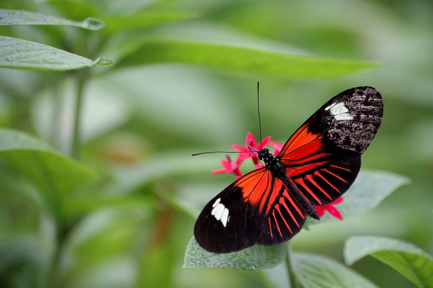 Red and black butterfly on a leaf