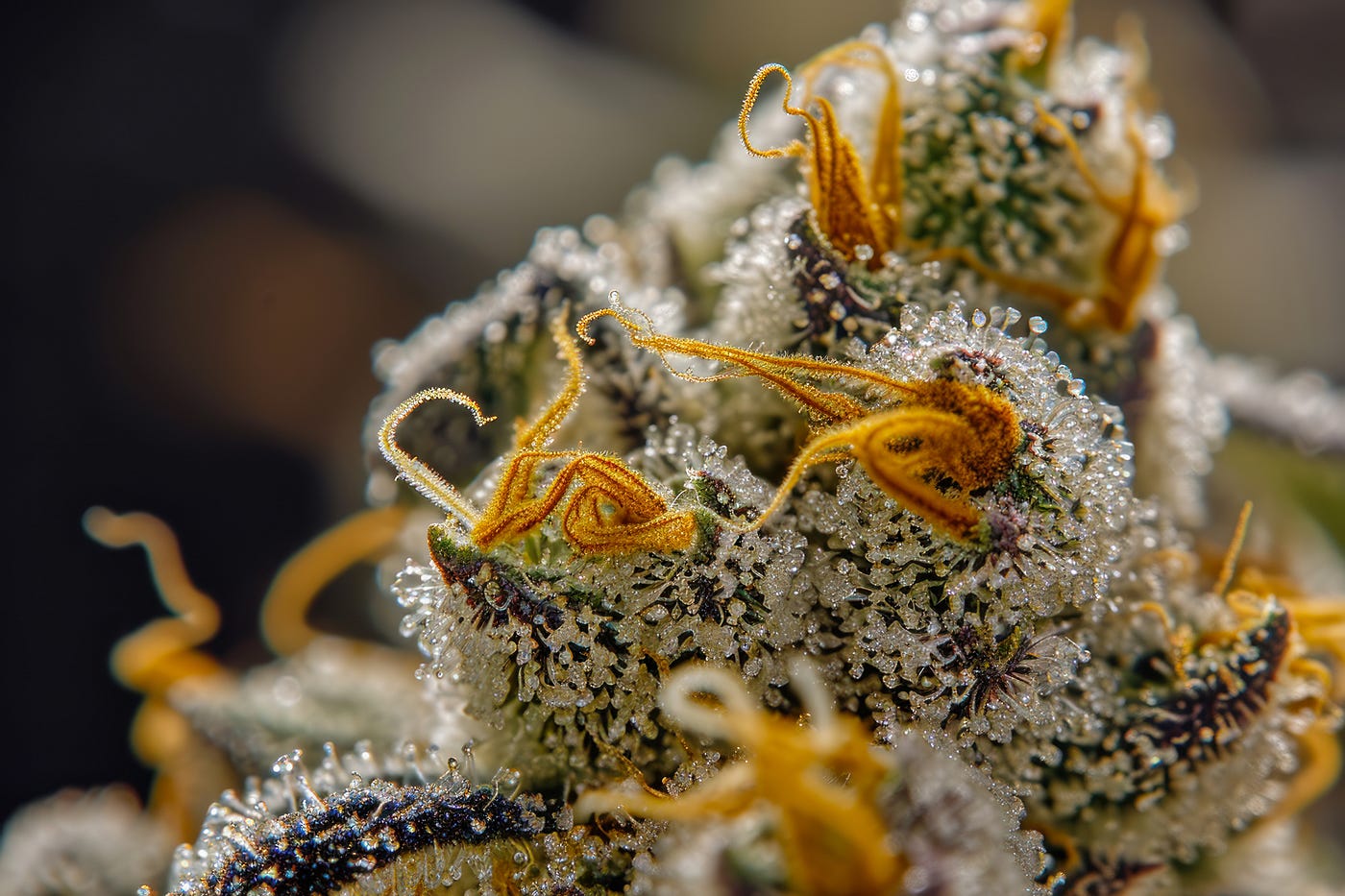 Raw CBDA Benefits & Uses: Your Complete 2025 Guide