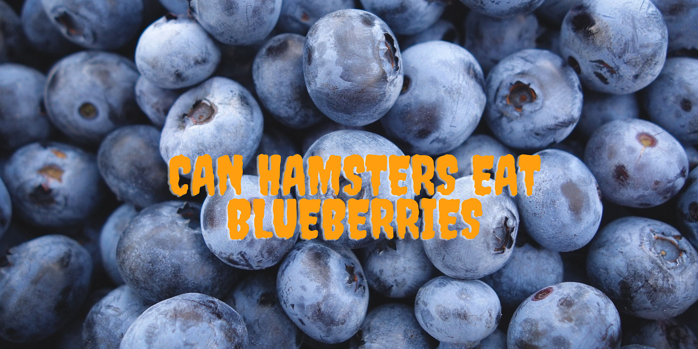 Can Hamsters Eat Dried Cranberries? Find Out Now! gopetshub