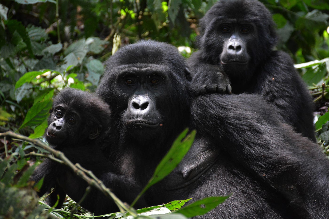 About the Mountain Gorilla