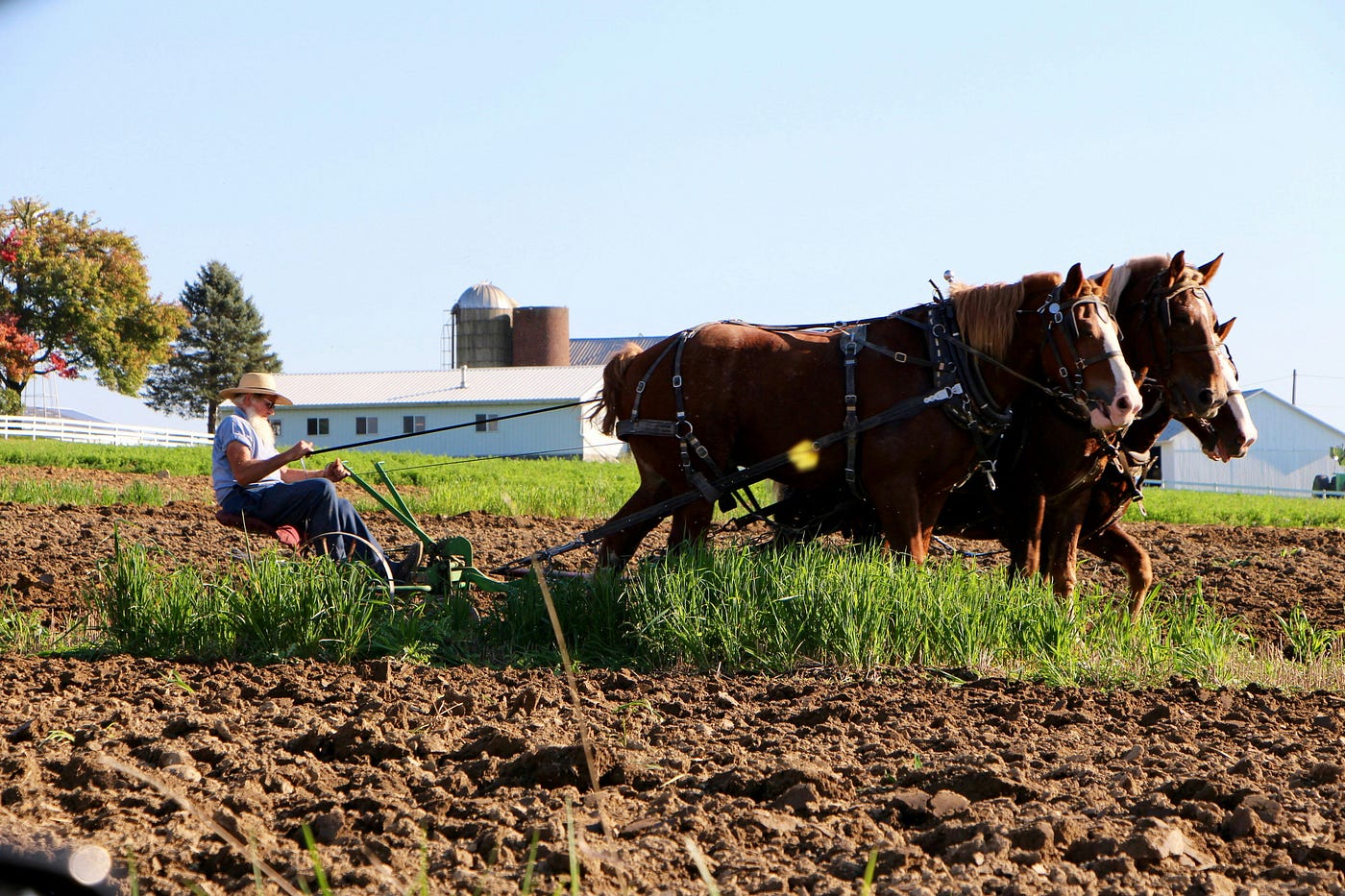 Russia’s Fuel Crisis Is So Severe That Russians Are Buying Horses Again