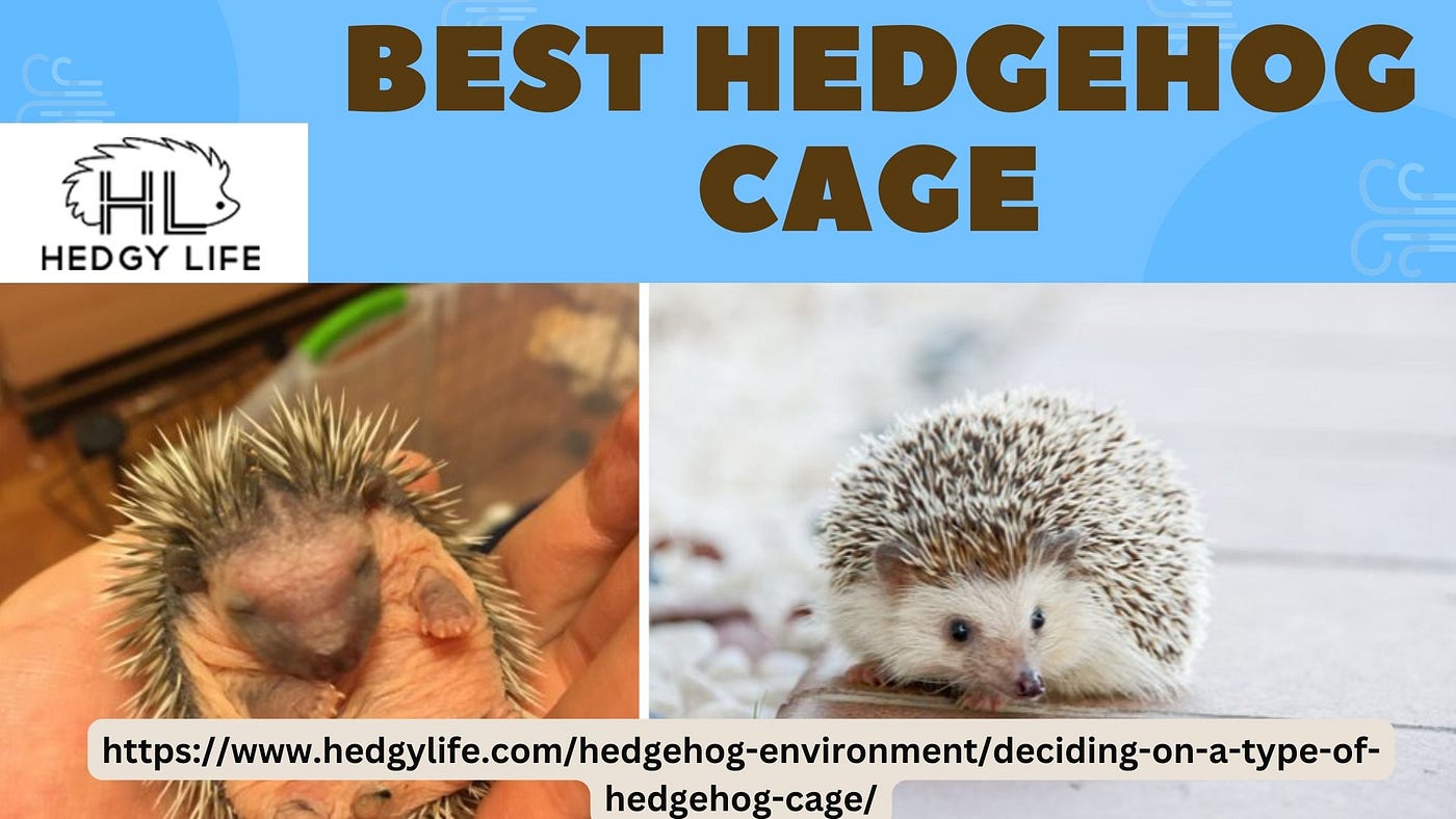 Best 2024 hedgehog cage
