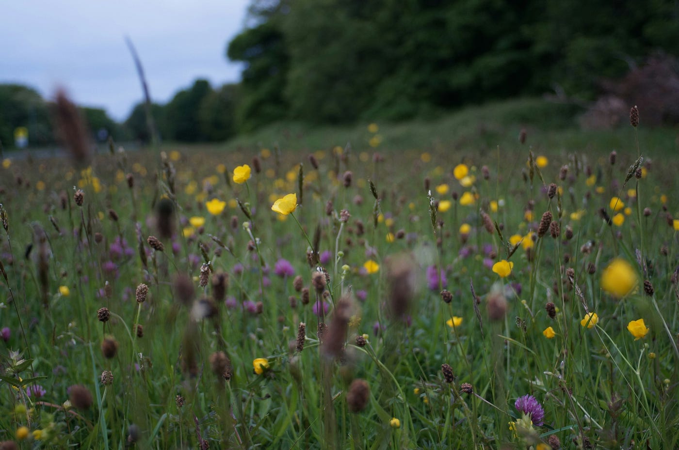 Biodiversity