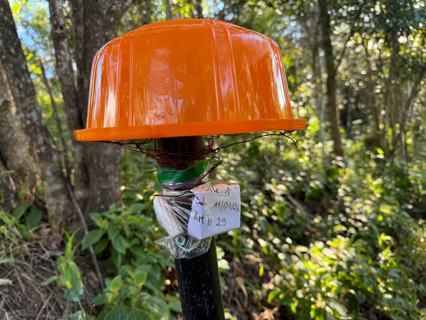 An Audiomoth acoustic monitoring deployed with a plastic bucket and tampon for waterproofing.
