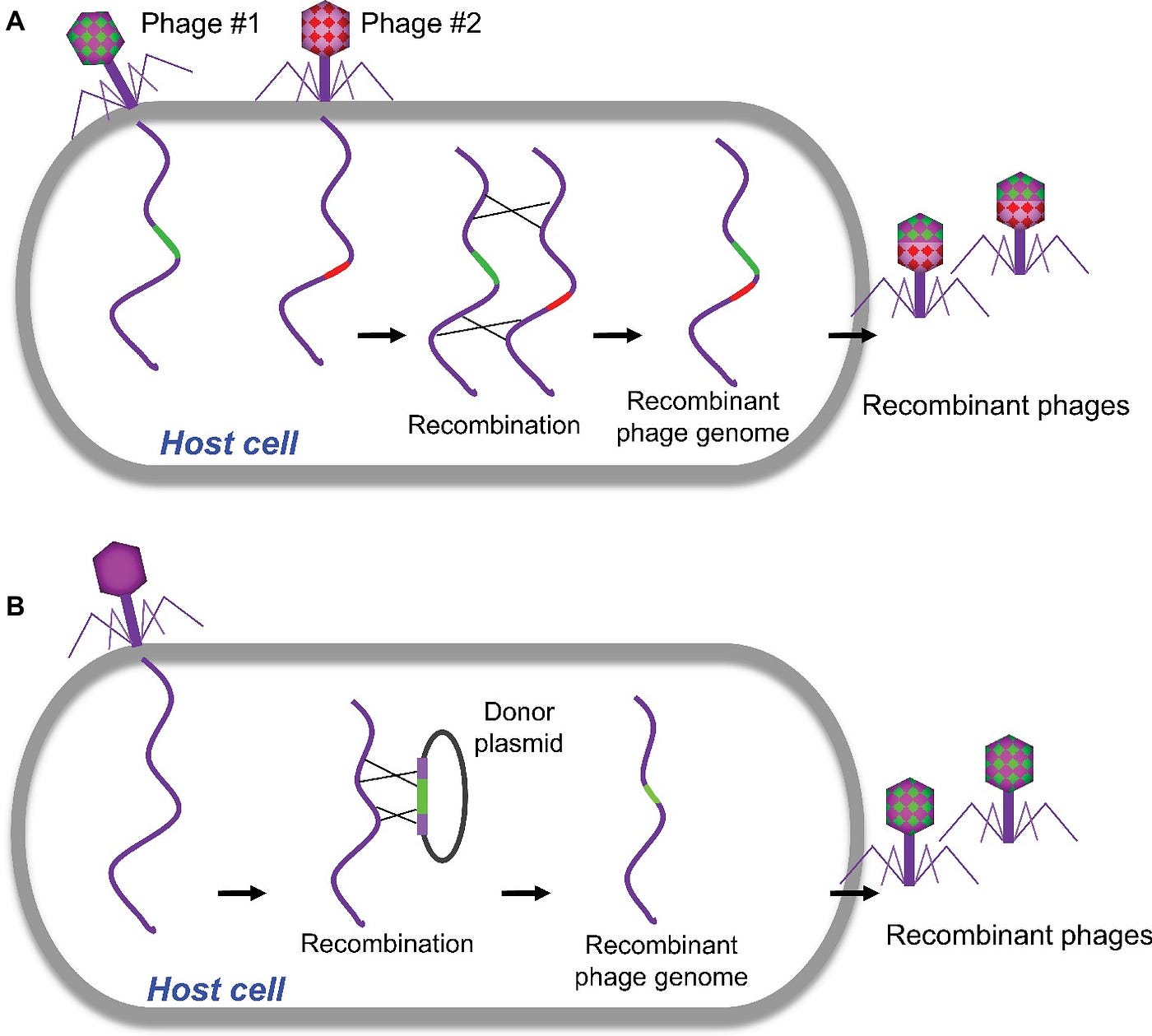 Two diagrams showing the differences and processes of homologous recombination and plasmid-based recombination. Photo credit