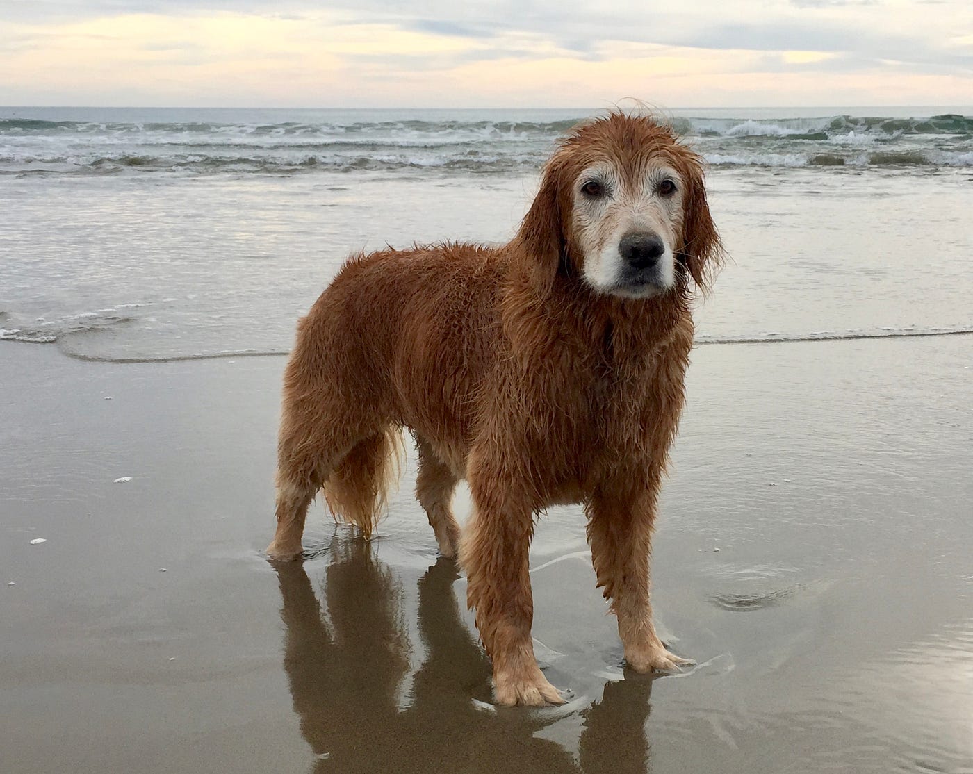 An old golden retriever on the beach in late afternoon.