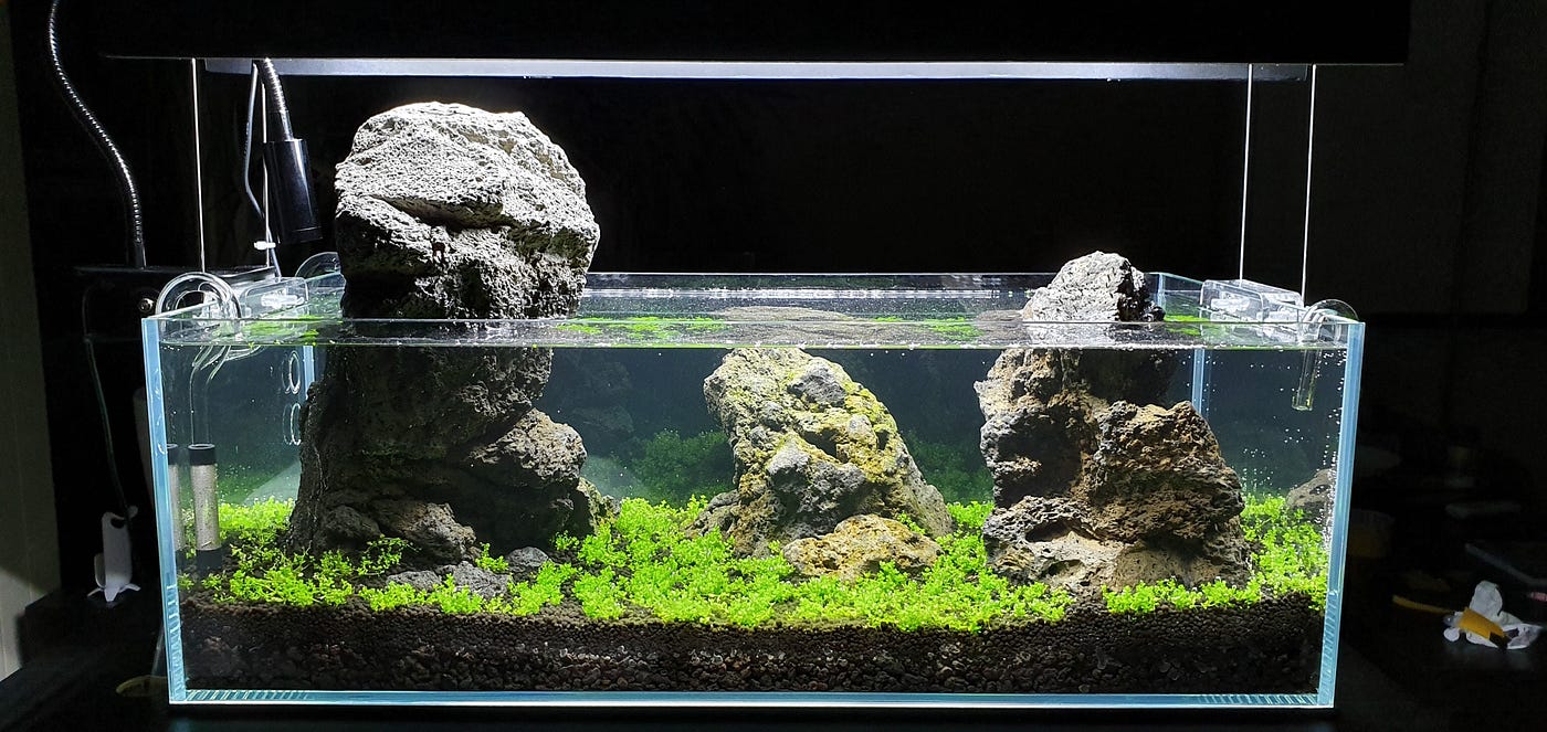 The simplicity of Aquascaping — Basics and Requirements