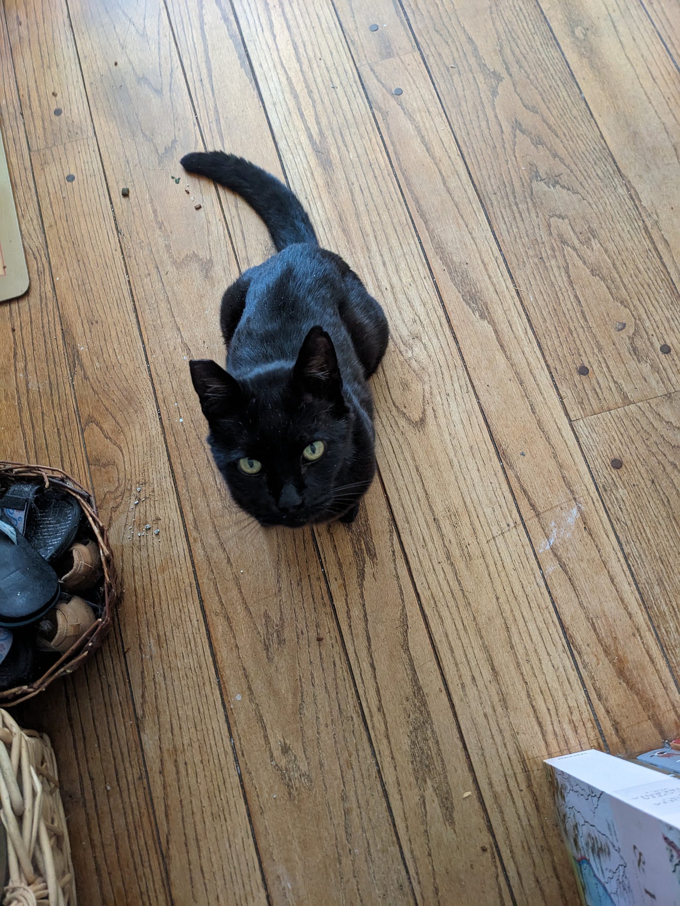 The Day My Cat Tried to Kill My Computer