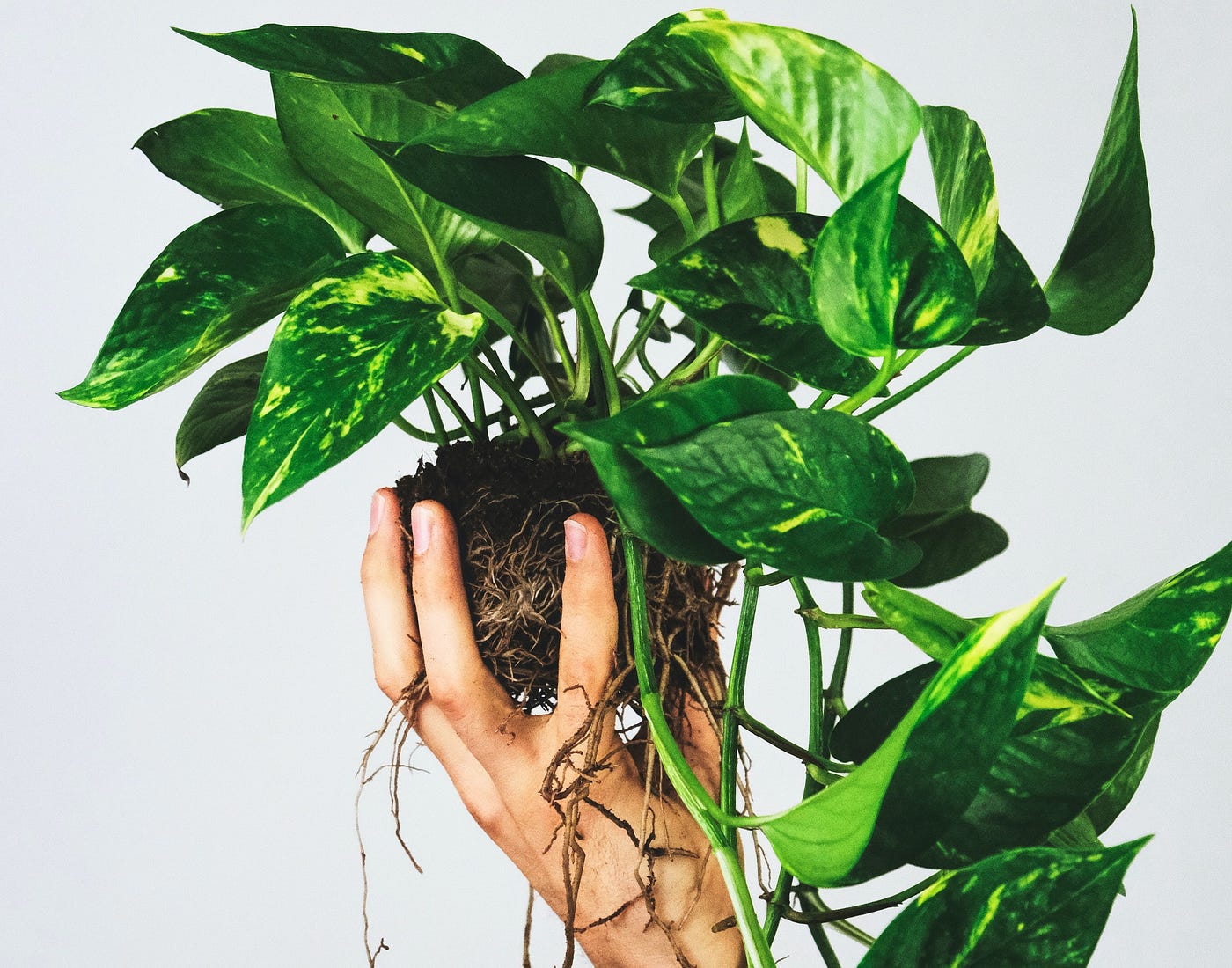 When (And How) To Repot Your Pothos | by Matt Croak Plants | Medium