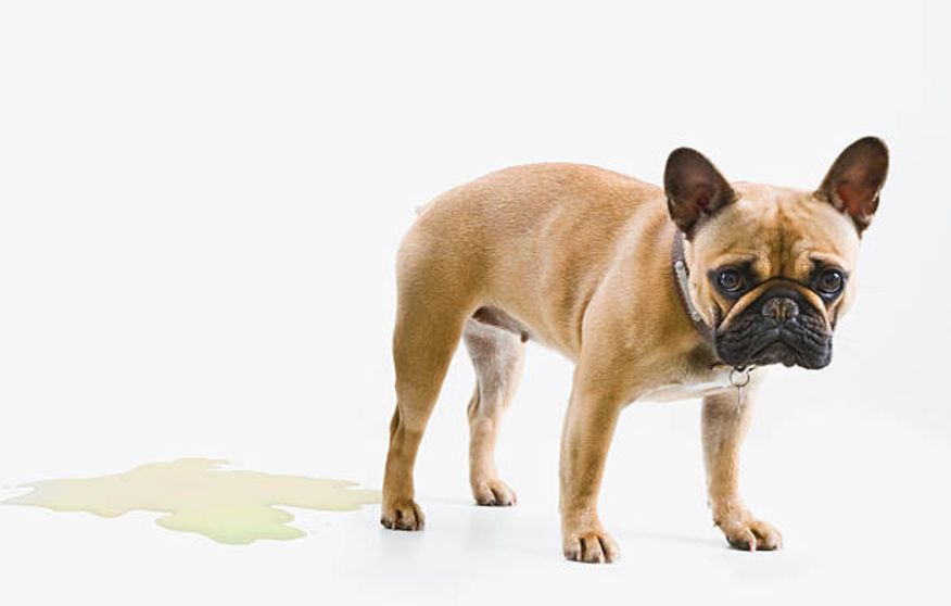 Por esto es que tu perro orina dentro de casa ¡Así lo puedes solucionar! |  by DogCrowd | Medium