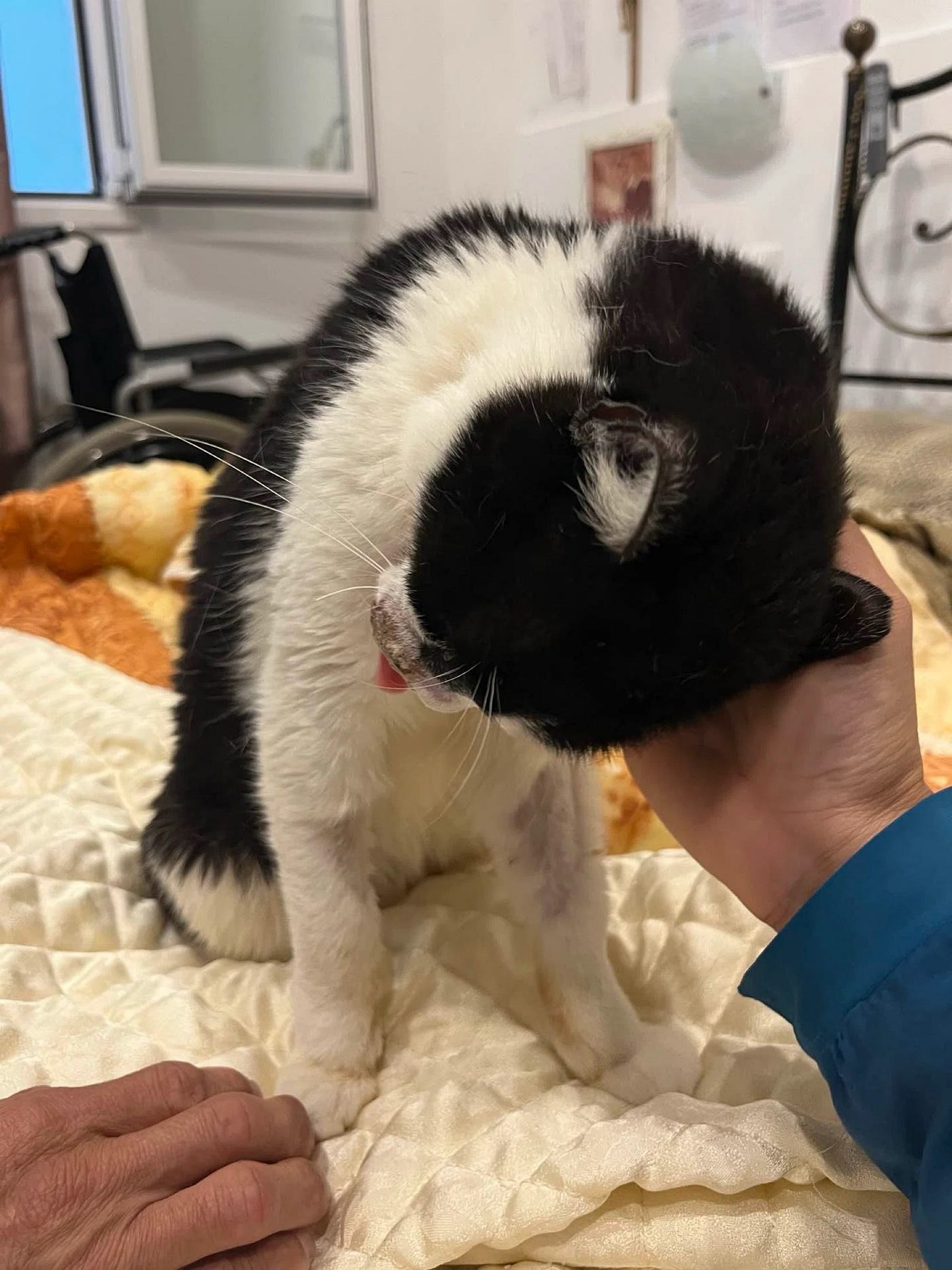 She kept trying to rub her cheeks and head against our hands.
