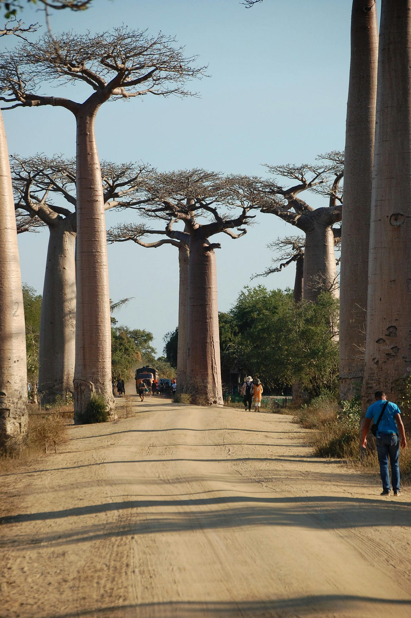 Baobab Tree