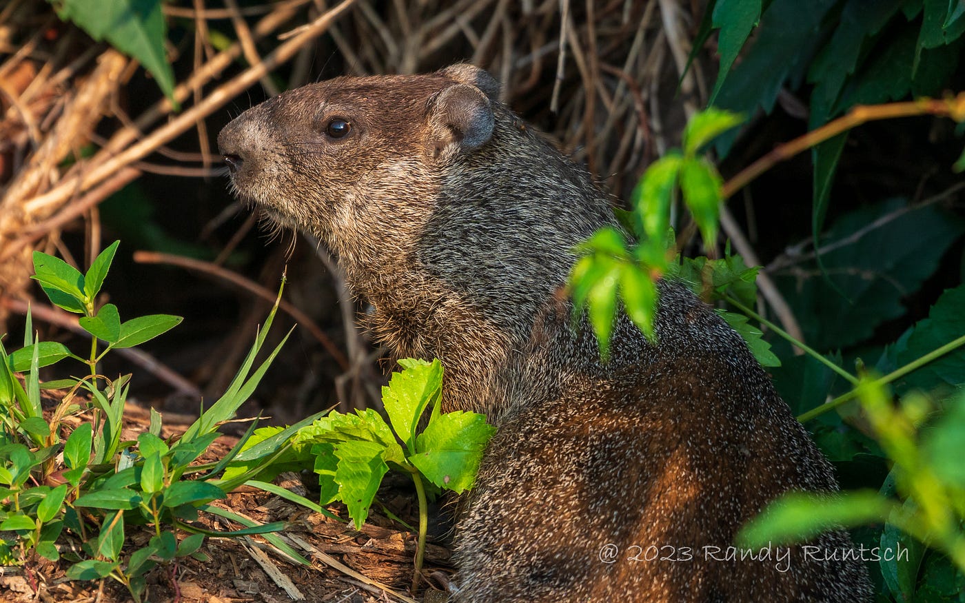 Breakfast Time for the Woodchuck