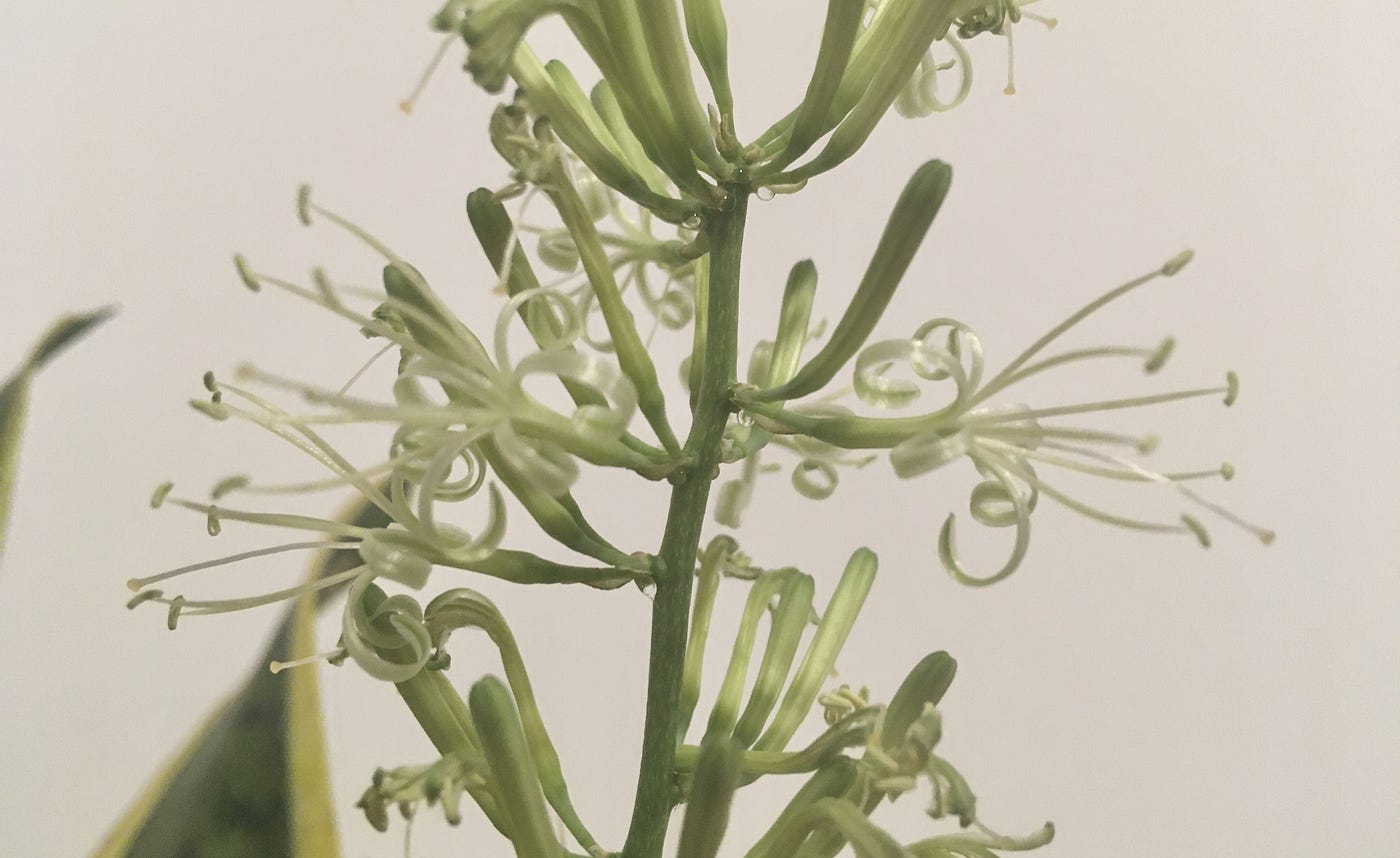 Have You Ever Seen Flowers on a Snake Plant? | by Kenny Minker | Gardening,  Birding, and Outdoor Adventure | Medium