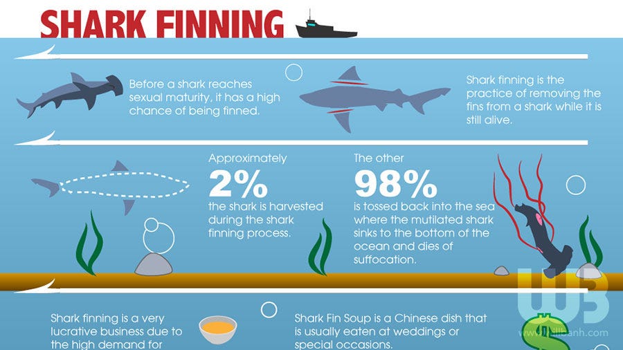 Shark Finning Process