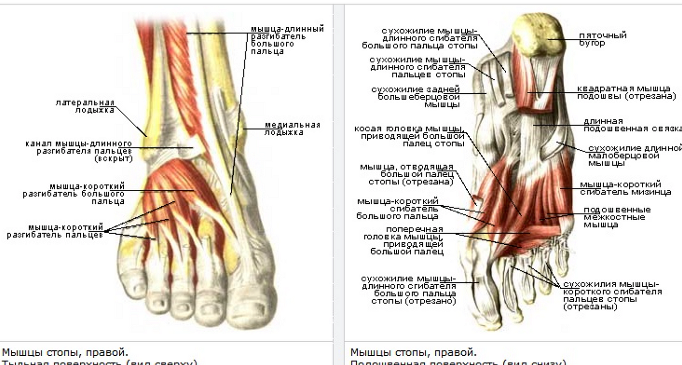 Болит большой палец на сгибе. Стопа мышцы связки анатомия строение. Анатомия голени и стопы мышцы и связки. Сухожилия подошвенной поверхности стопы анатомия. Мышцы стопы вид сбоку.