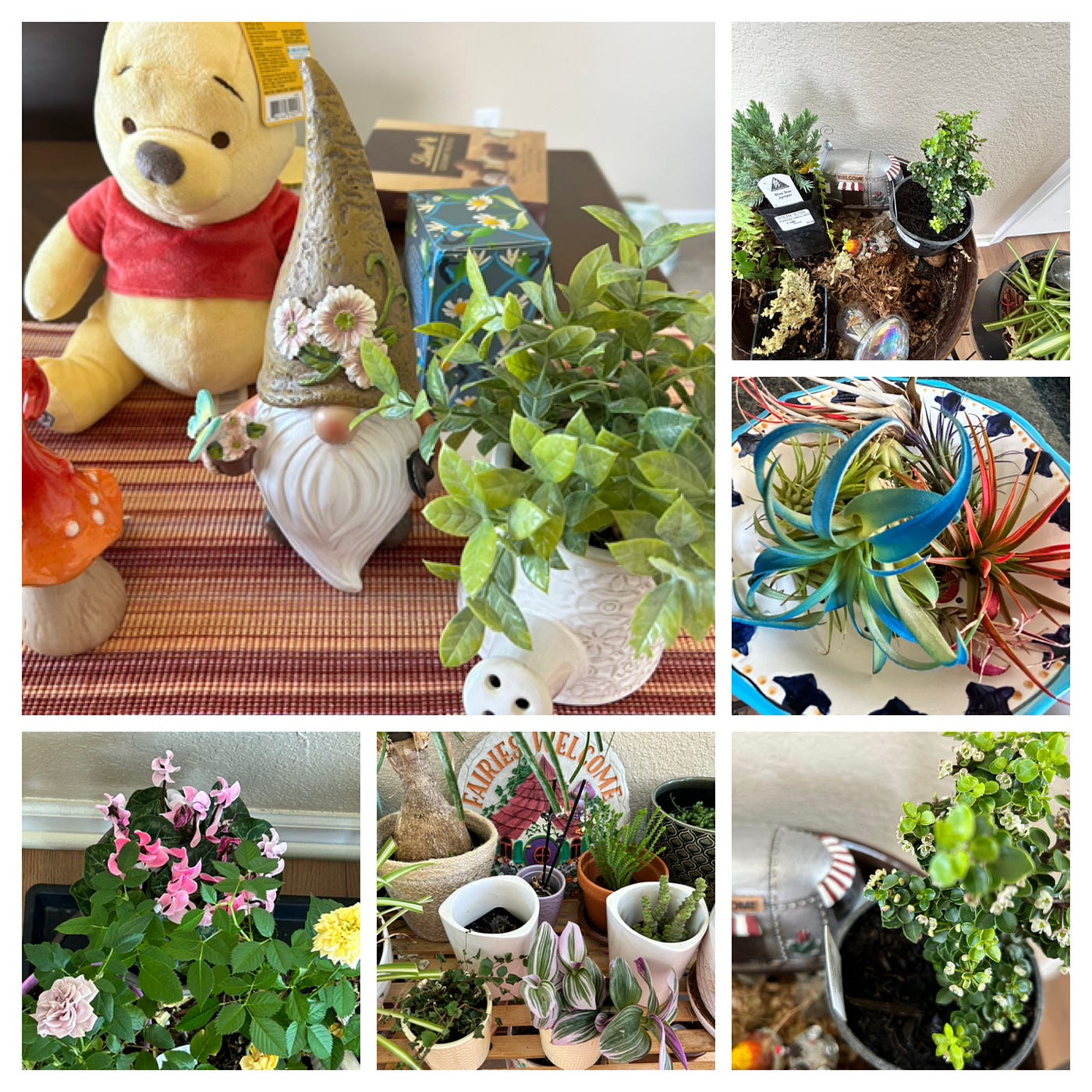 The infection begins indoors: tiny worlds, air plants, and one very patient Pooh. Photos by author.