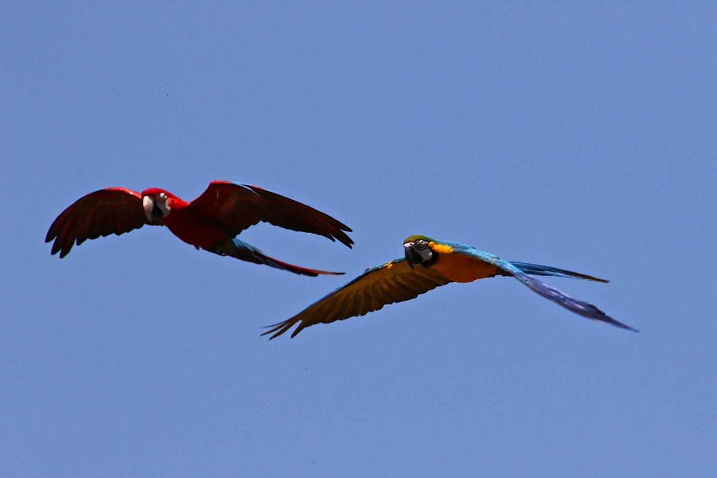 Is Flying a Learned Behavior for Birds: Unveiling the Truth