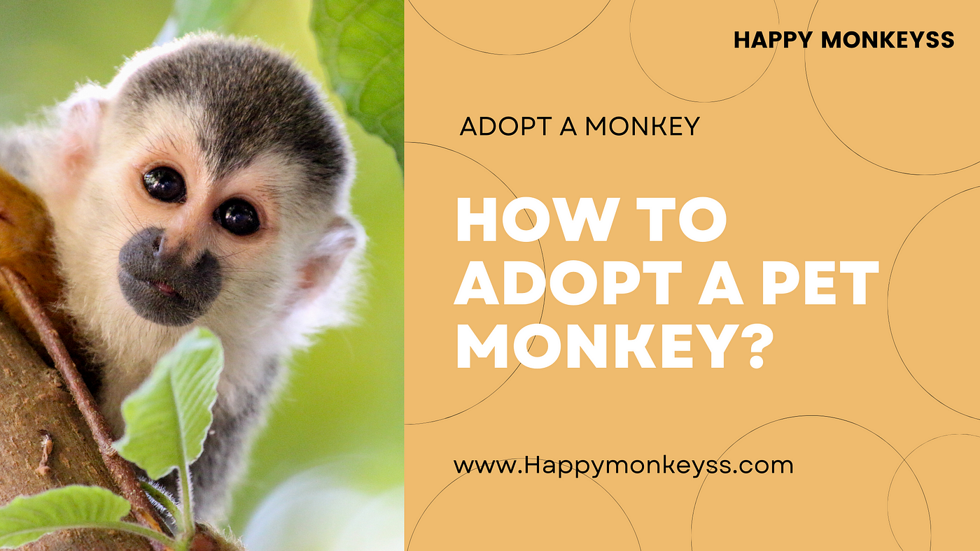 Adopt a Monkey