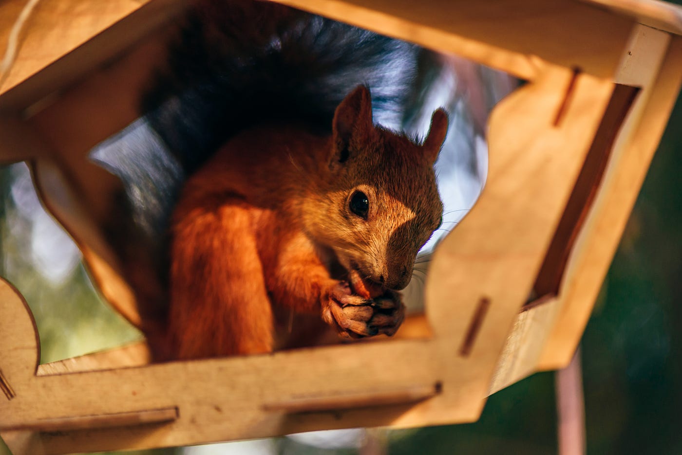 QinC — Strauch: “What is stuffed into your head … has simply been squirreled away in the folds of…