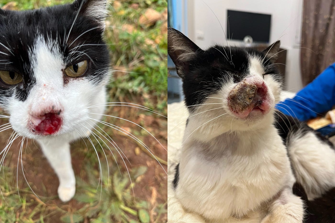 Left is when we first met in winter, right is 4months later we met again. The tumor has grown considerably.