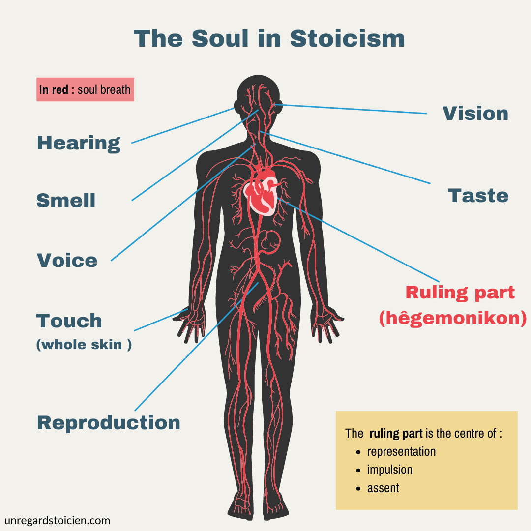 The surprising nature of the Soul, in Stoicism | by A Stoic Perspective |  Stoicism — Philosophy as a Way of Life | Medium