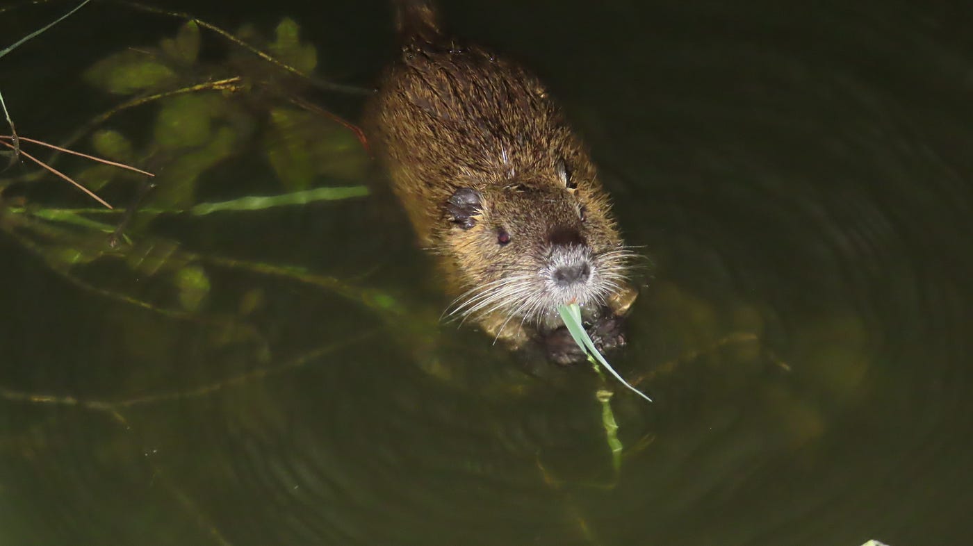 緑ヶ丘公園 ヌートリア 中1匹 8月14日 日没後