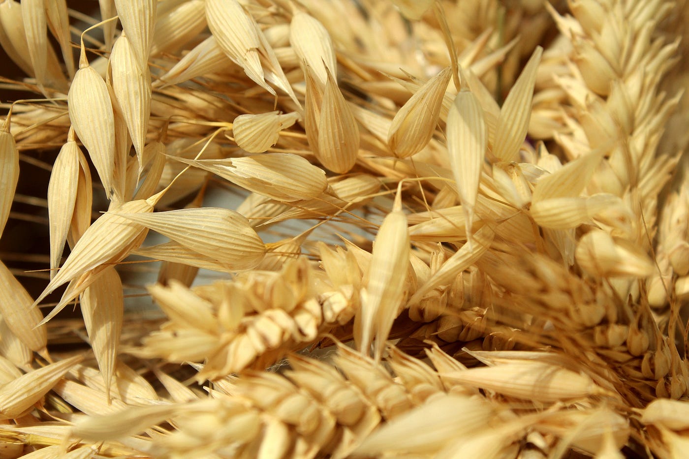 Ist Hafer glutenfrei? Kann man mit Zöliakie Hafer essen?
