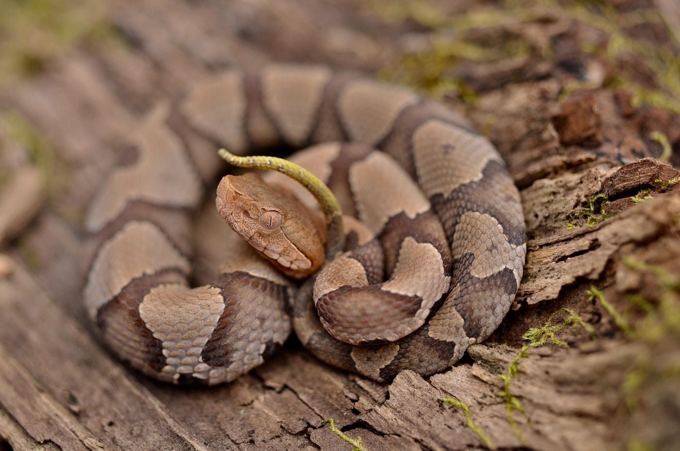 Tricks for Identifying Snakes