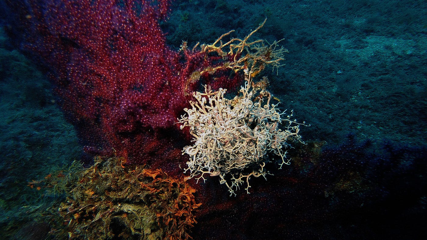 THE MEDITERRANEAN SEA IS A MAGNIFICENT UNDERWATER GARDEN