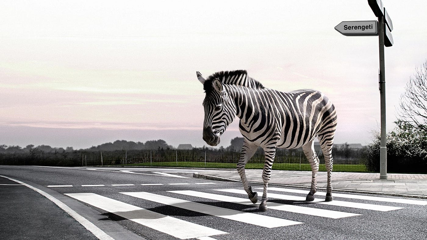 Animals Go Wild: The Urban-Animal Interface