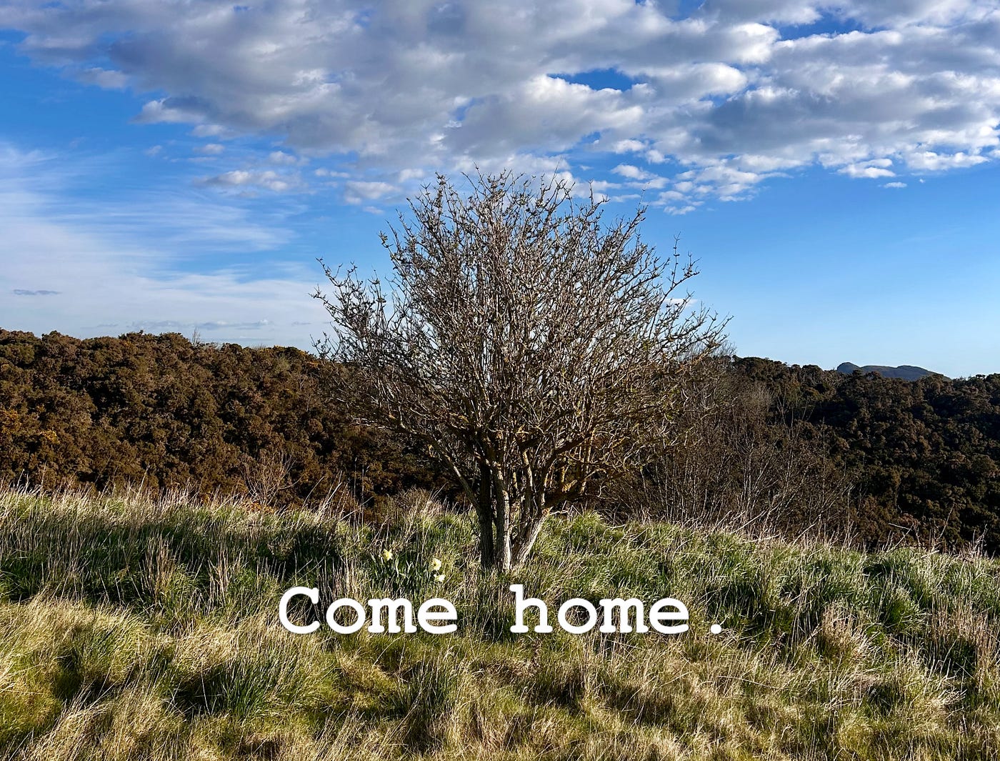 Homecoming; How Mother Nature Healed My Soul