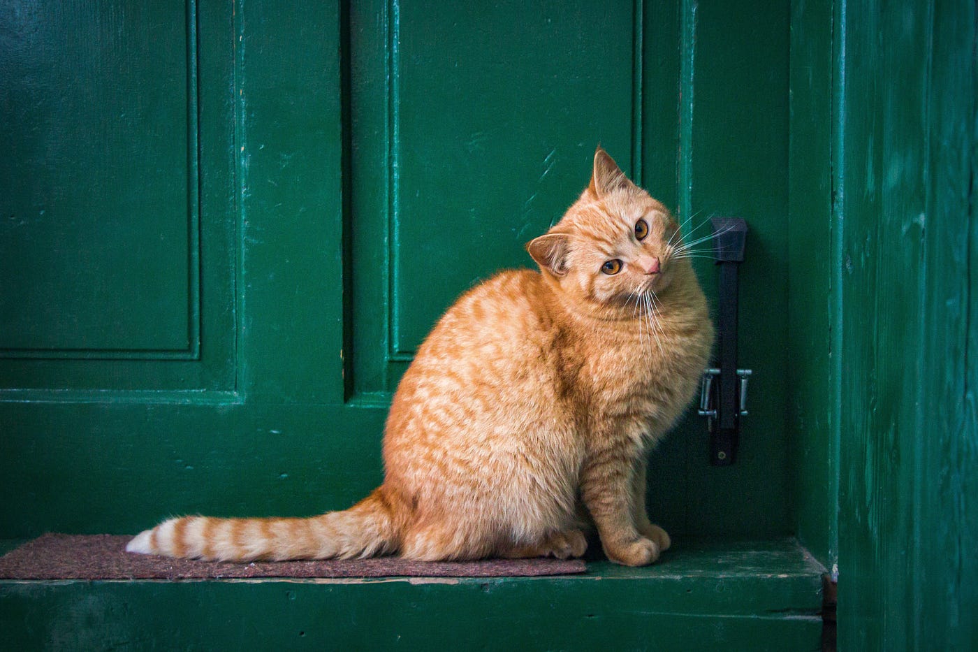 Image by Szabolcs Molnar from Pixabay