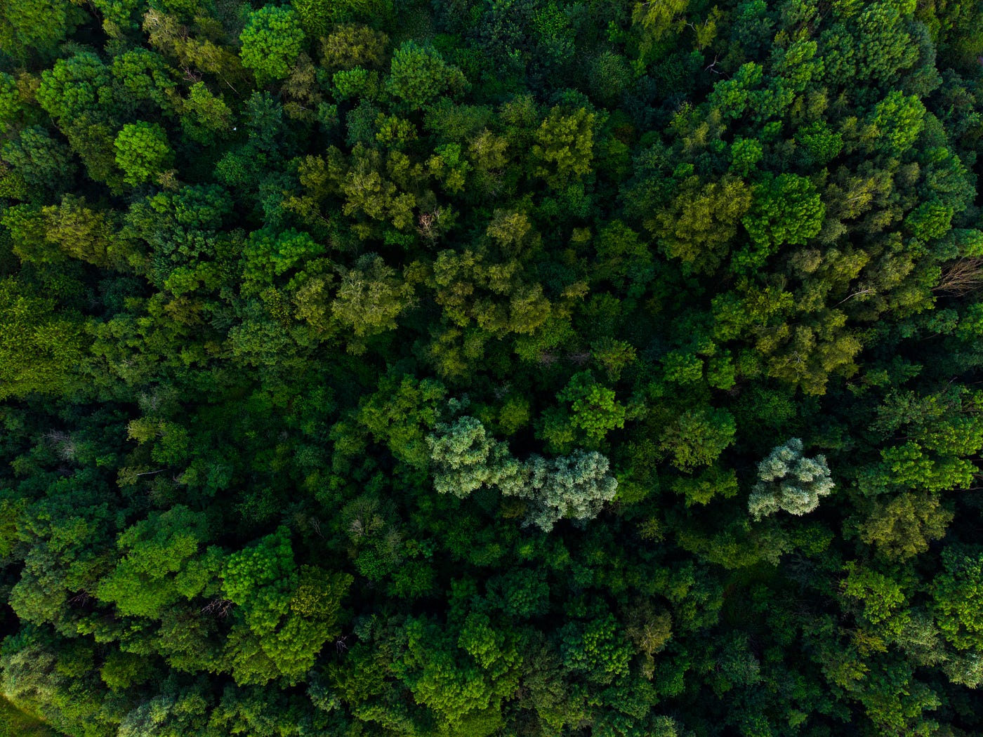 Kapitel 1: Der mysteriöse Wald