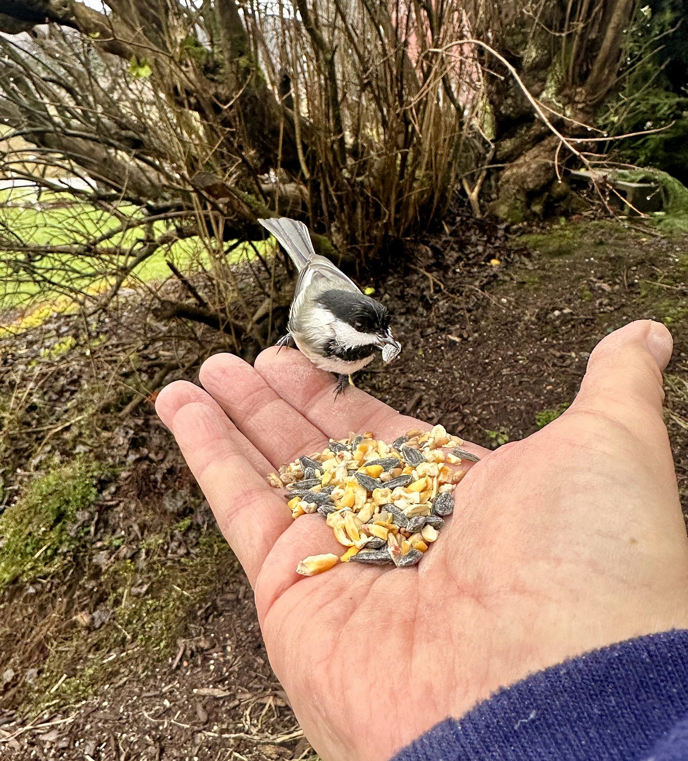 How to Feed a Fledgling Bird Chickadee: Expert Tips for Success