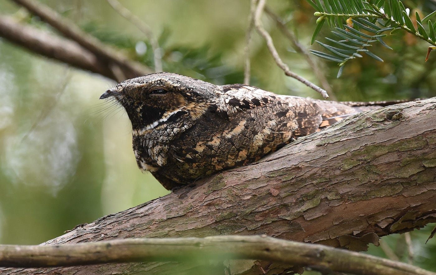 What Bird Flies at Night And Makes Noise: Discover the Mystery