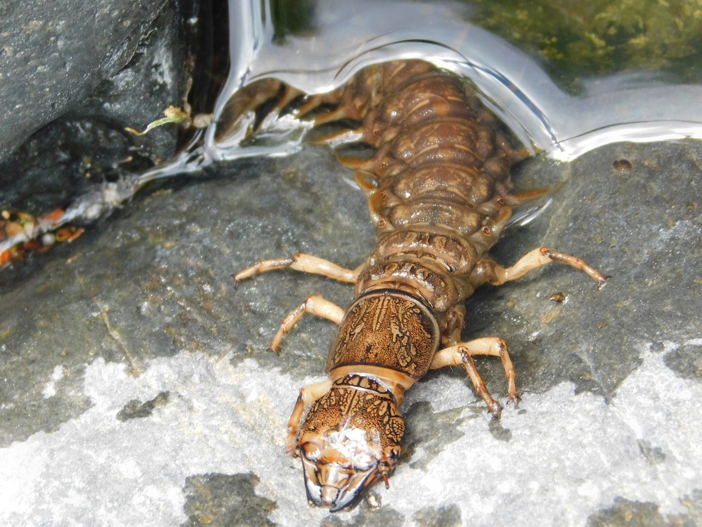 Dobsonfly - A-Z Animals