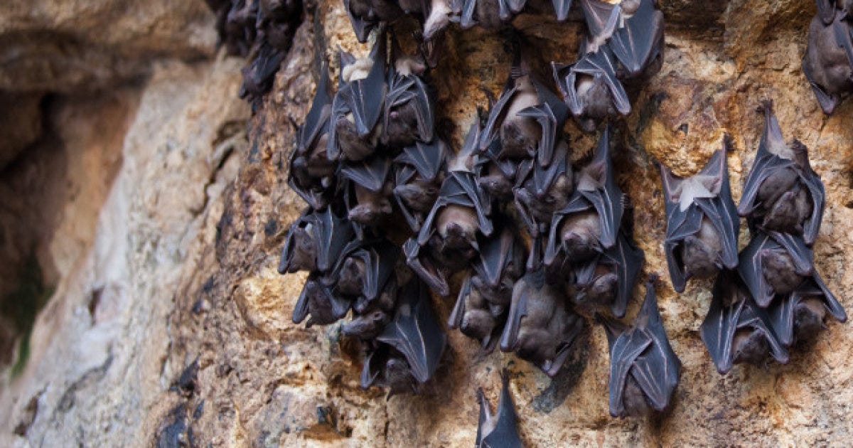 Чинцов летучие мыши читать. Карликовый длинноязыкий крылан. Рукокрылые летучие мыши. Рукокрылые рукокрылые. Землеройковидный листонос.