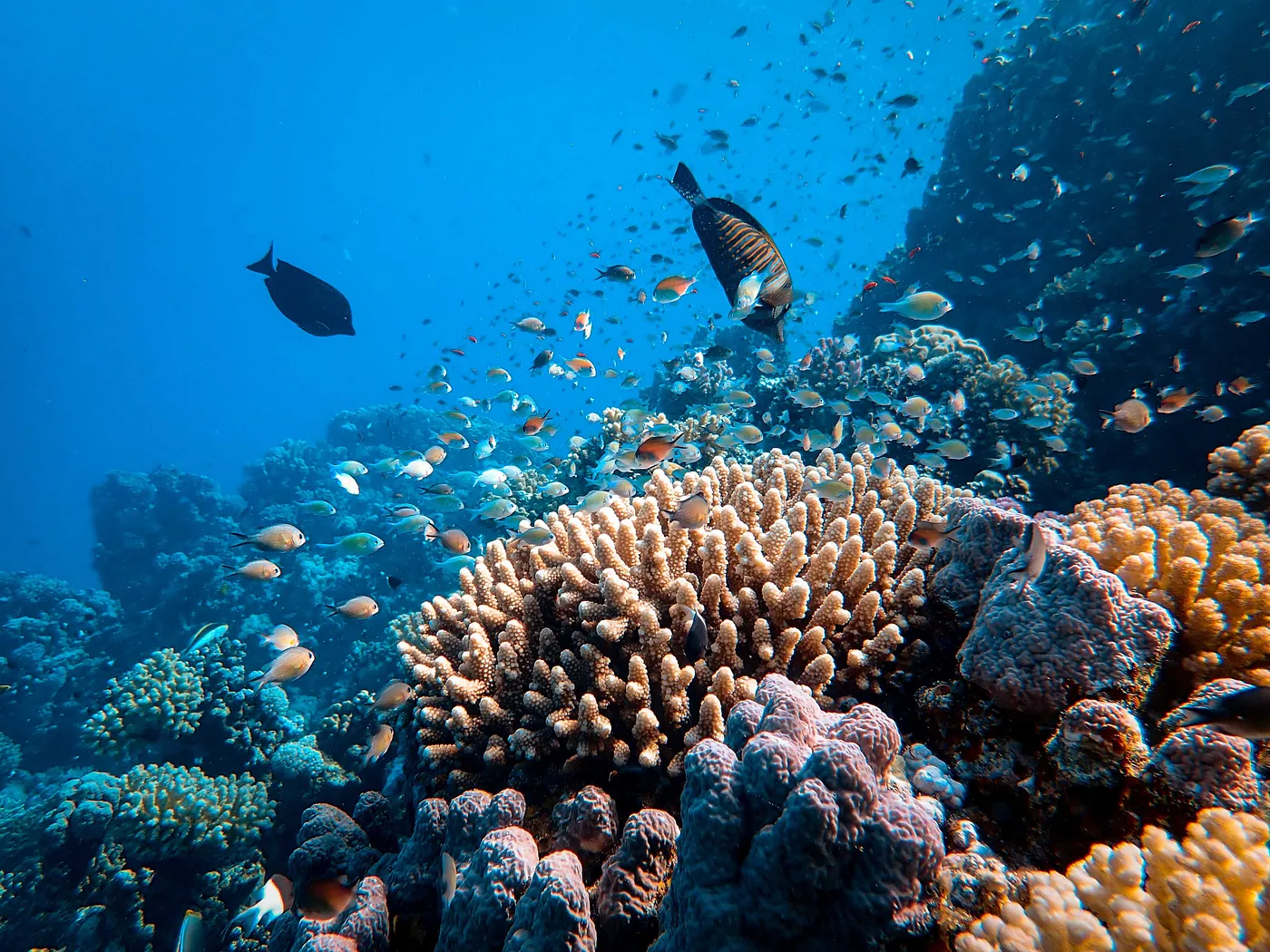 Coral reef in an ocean surrounded by schools of fish