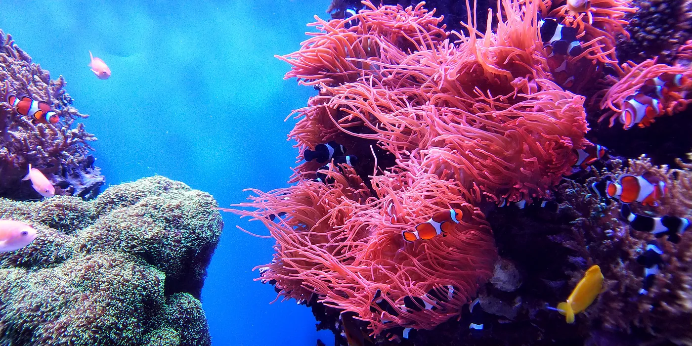 A bright pink coral reef in an ocean surrounded by fish