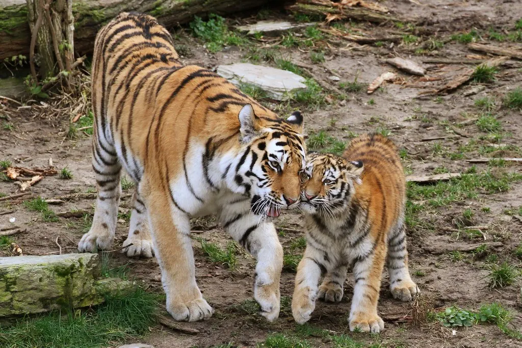 Mother and child tiger