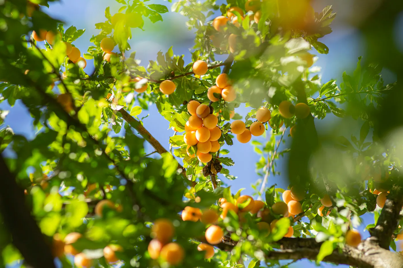 Apricots