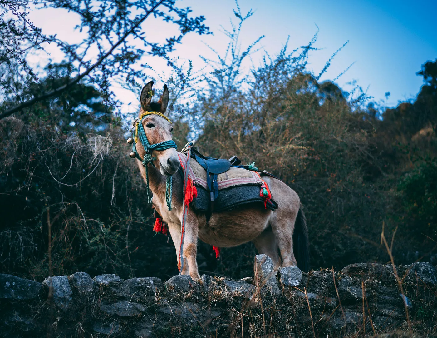 Weed, Cocaine, and Riding a Mule Around the World