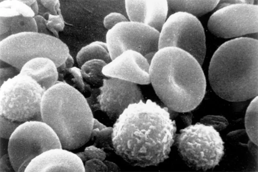 cells