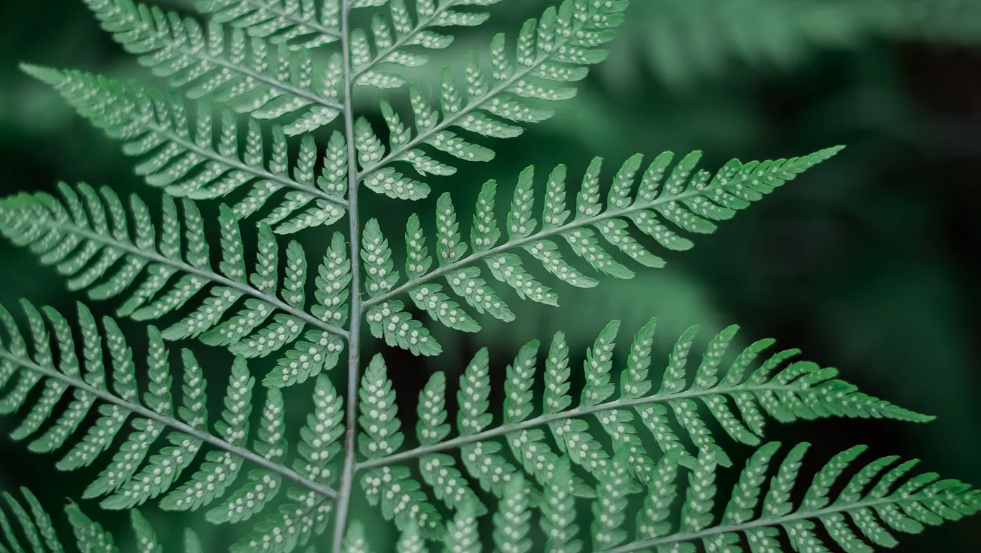 A close-up of a green fern.