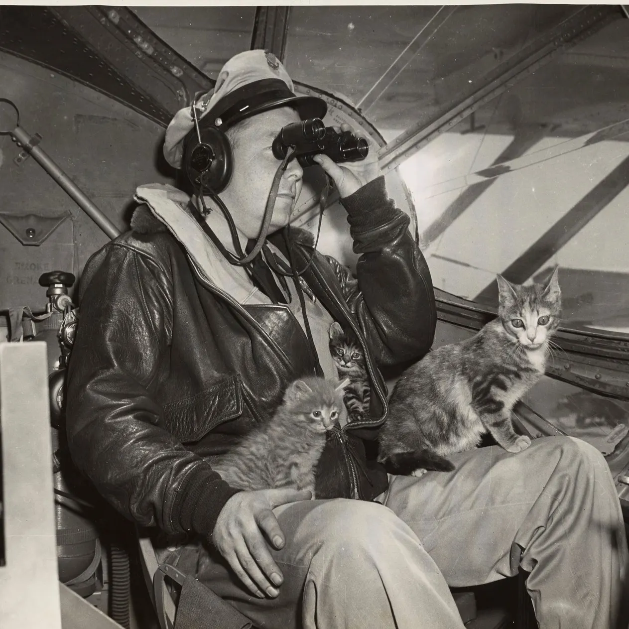Salty the cat mascot and her other kittens of the San Diego Coast Guard Air Station.