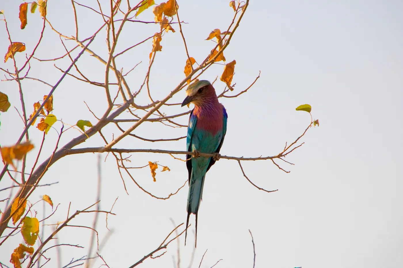 Sub-Saharan African Lilac-breasted Roller | Uganda Bird Watching