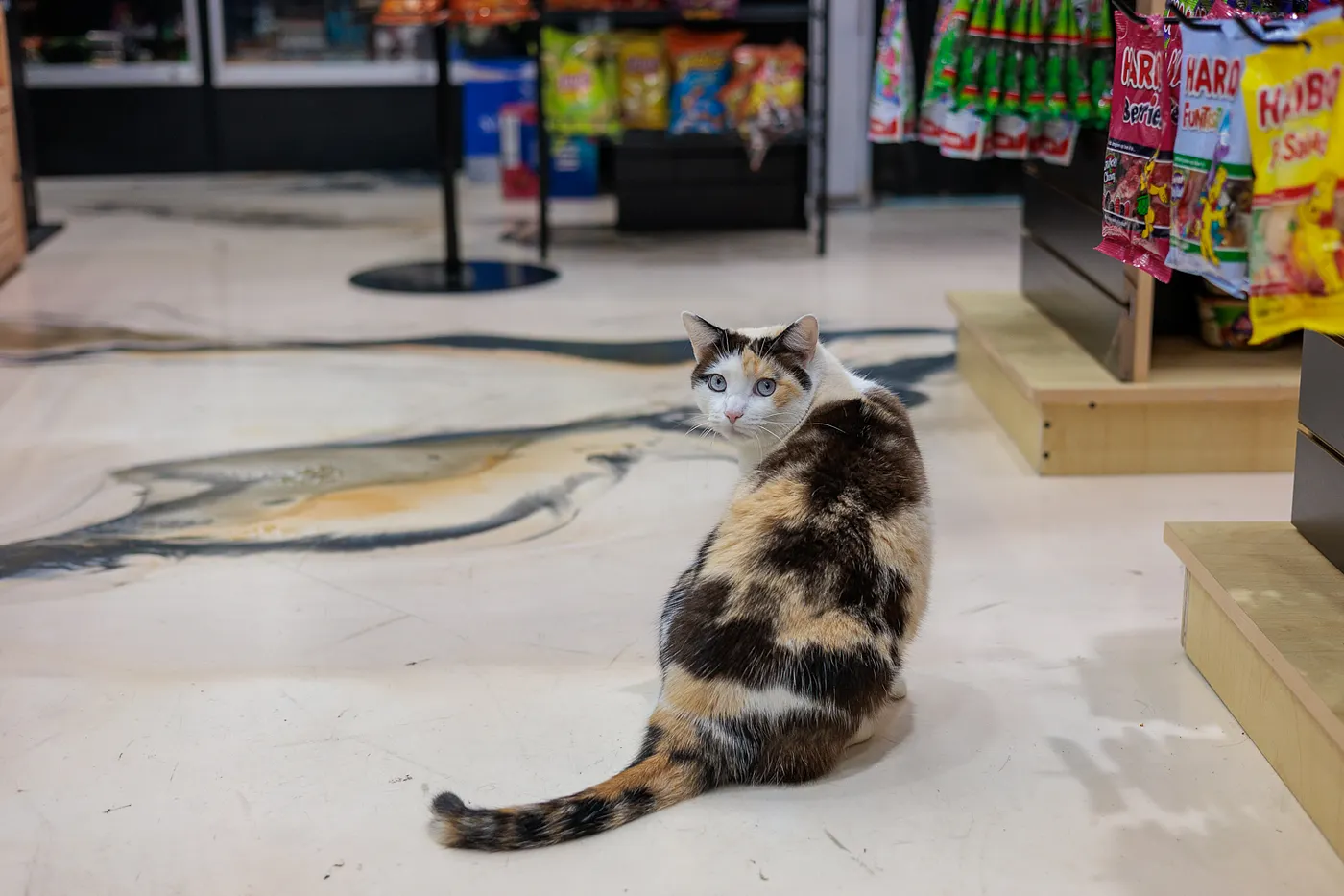 Daniel Rimada Bodega Cats of New York